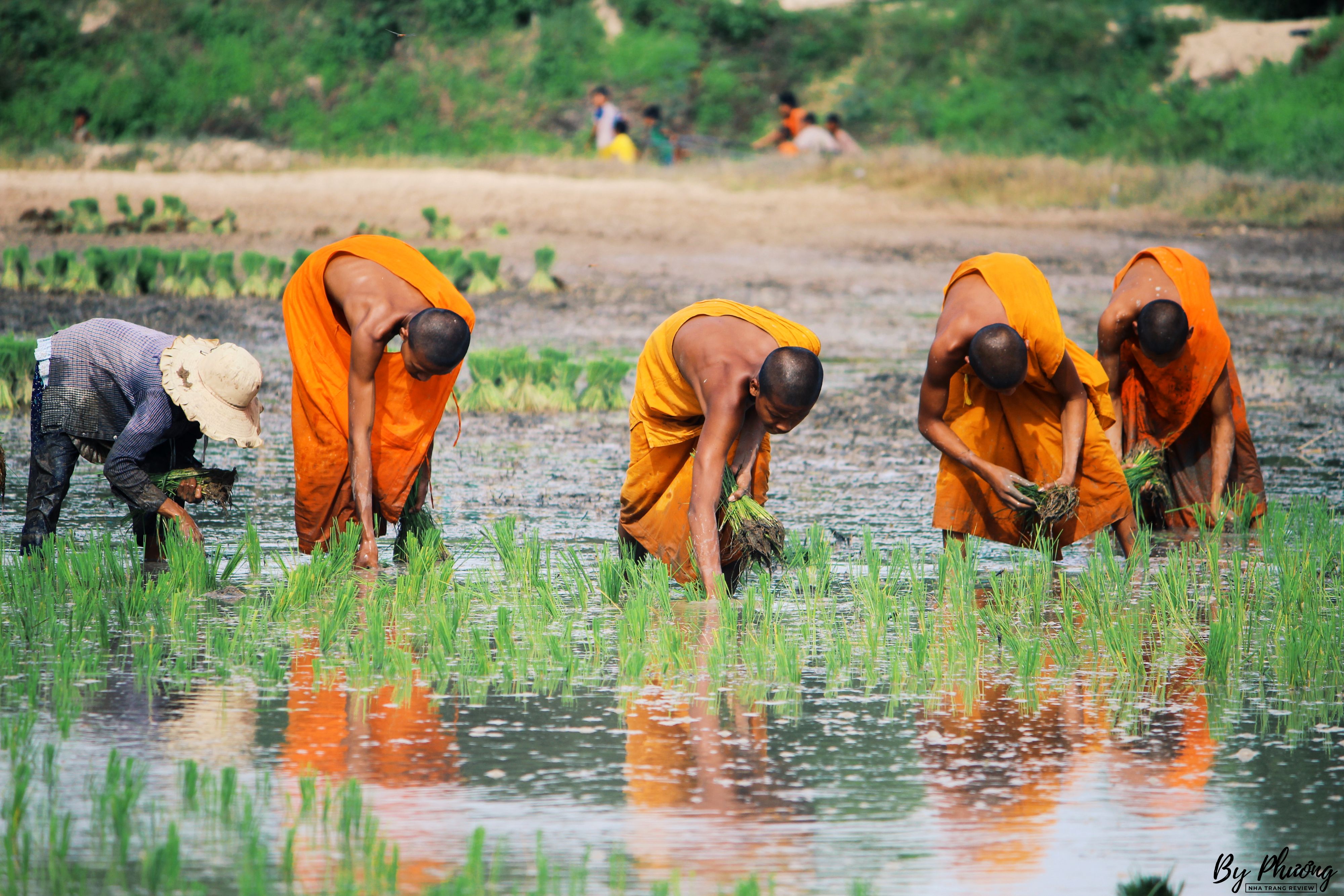 lễ hội đua bò chùa rô an giang