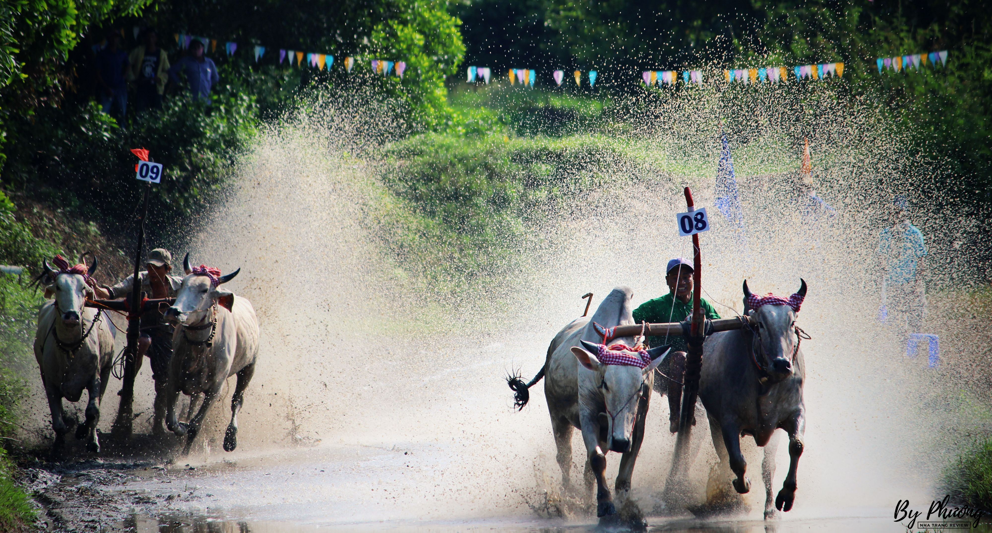 lễ hội đua bò chùa rô an giang