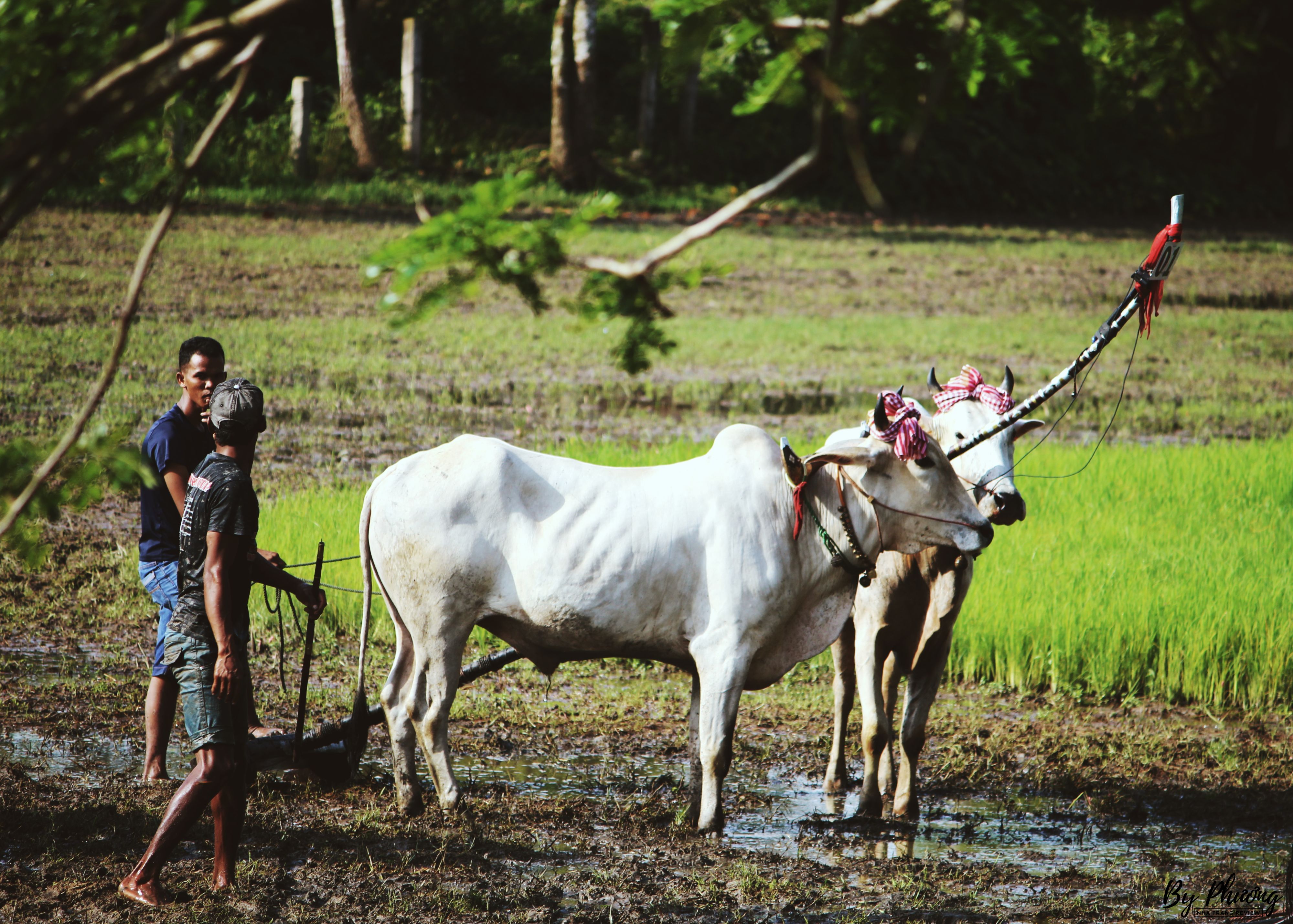 lễ hội đua bò chùa rô an giang