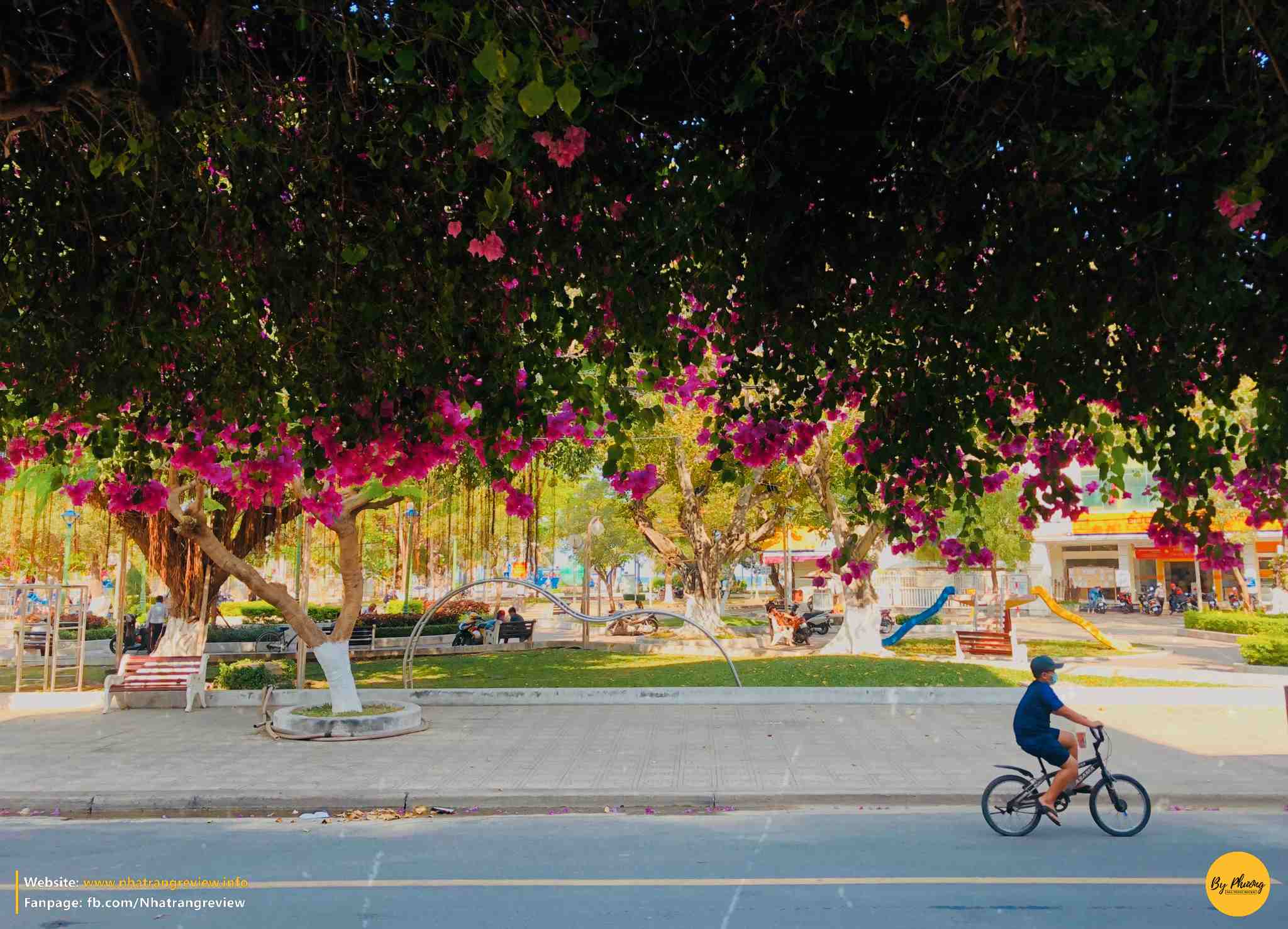 bông giấy nha trang